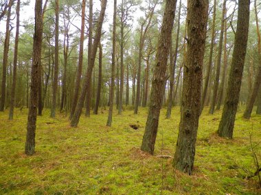 Baltık Denizi 'nin kıyı bölgesindeki çam ormanlarının manzarası. Kuzey Polonya 'nın güzel doğası. Doğa ve seyahat kavramı.