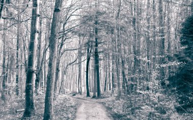 Kış tatilinden sonra orman tekrar uyanır. Bahar güneşi ağaçların arasından doğuyor Polonya doğası. Doğa konsepti. BW filtre tonu.