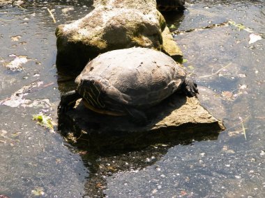 Close up of wild turtle at pond, swamp, river or lake clipart