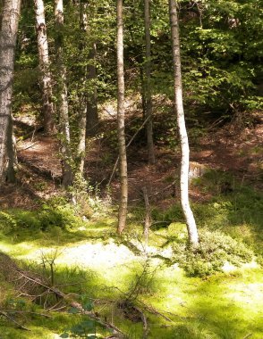 Vahşi doğa - yeşil ormandaki sulak alan. Bataklık yosunu ve ağaçlar - Pomeranya 'nın güzel doğası - Kuzey Polonya bölgesi.