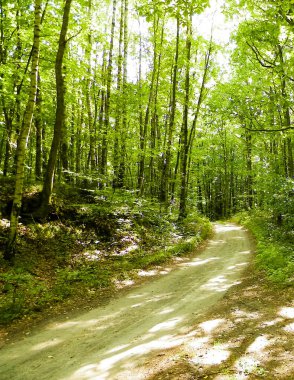 Yeşil ormanda yol. Yaz ormanı manzarası. Pomerania 'nın doğası - Kuzey Polonya bölgesi. Seyahat ve doğa kavramı.