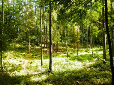 Vahşi orman manzarası. Yeşil orman güneşli bir günde, yaz mevsiminde. Güzel doğa Pomerania - Kuzey Polonya bölgesi.