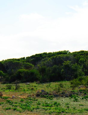 Marfa yarımadası Malta 'da orman 2000 doğa rezervi. Adanın kuzey kısmı.