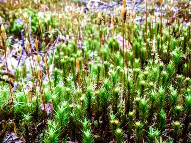 Close-up of forest moss and lichen. The beauty of nature as a background.