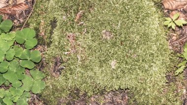 Yaz ormanı yatak örtüsü, doğal arka plan olarak yeşil yosun. Doğa konsepti.