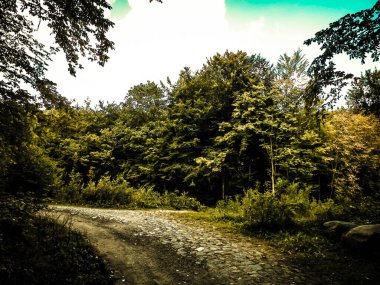 Ormanda yol, Polonya doğası. Seyahat ve doğa konsepti. Soyut filtre tonu.