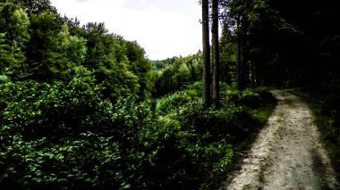 Ormanda yol, Polonya doğası. Seyahat ve doğa kavramı.