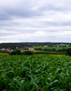 Fields and meadows of Wiezyca. Wiezyca is popular touristic region of Kashubia Region. Poland clipart