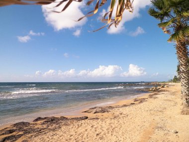 Akdeniz kıyısındaki sahil ve palmiyeler. Kıbrıs adasının egzotik doğası.