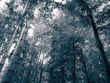 Forest tree branches as nature background. Copy space, abstract filter toned.
