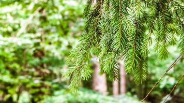 Forest background. Close-up of spruce branches. NAture concept. Copy space on blur.