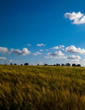 Altın tarlanın üzerinde güneşli bir gün. Doğa gerilemesi, gökyüzünde kopyalama alanı. Doğa ve tarım kavramı. Tipik Polonyalı köy manzarası. Kuzey Polonya.