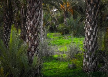 Kıbrıs adasındaki Palm Grove 'da. Randevu çiftliği. Egzotik görüntüler ve tropikal iklim.