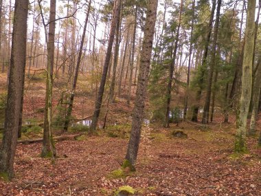 Kış tatilinden sonra orman tekrar uyanır. Bahar güneşi ağaçların arasından doğuyor Polonya doğası. Doğa konsepti.