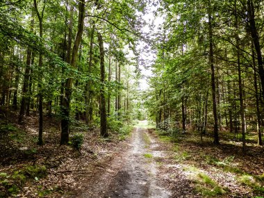 Yeşil ormanda yol. Yaz ormanı manzarası. Kuzey Polonya doğası. Seyahat ve doğa kavramı.