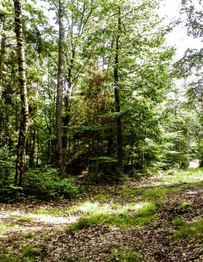 Vahşi orman manzarası. Yeşil orman güneşli bir günde, yaz mevsiminde. Güzel doğa Pomerania - Kuzey Polonya bölgesi.