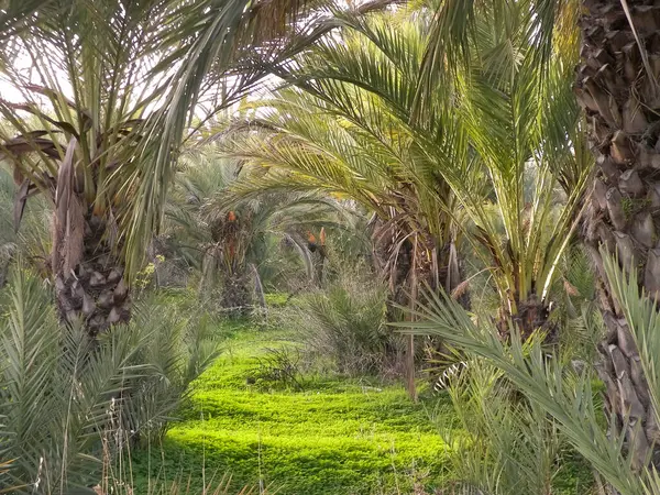 Kıbrıs adasındaki Palm Grove 'da. Randevu çiftliği. Egzotik görüntüler ve tropikal iklim.