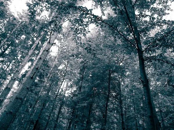Forest tree branches as nature background. Copy space, abstract filter toned.