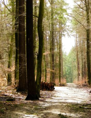 İlkbahar, kış tatilinden sonra orman tekrar uyanır. Bahar güneşi ormandaki ağaçların arasından doğuyor. Doğa konsepti.