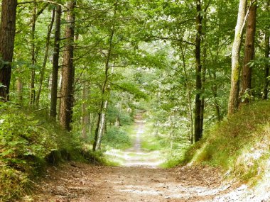 Yeşil ormanda yol. Yaz ormanı manzarası. Kuzey Polonya doğası. Seyahat ve doğa kavramı.