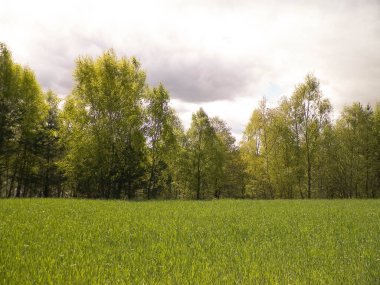 Kashubia 'da baharın başlangıcı. Kıştan sonra doğayı uyandırmak. Doğal arkaplan duvar kağıdı.