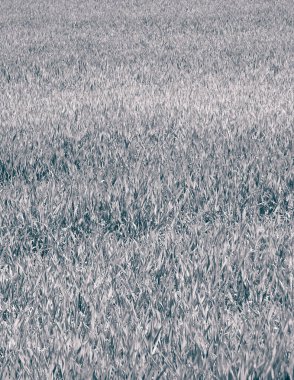 Yeşil çimleri doğal arka plan olarak kapatın. Uzayı kopyala BW filtre tonu