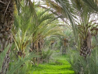 Date palm forest in Cyprus, asia. Tropical nature.