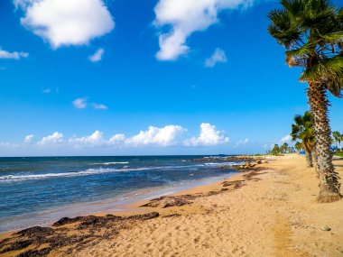 Kıbrıs adası Paphos City yakınlarındaki tropik palmiye, sahil ve Akdeniz manzarası. Seyahat kavramı.