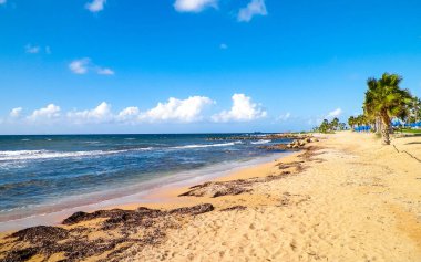 Kıbrıs adası Paphos City yakınlarındaki tropik palmiye, sahil ve Akdeniz manzarası. Seyahat kavramı.