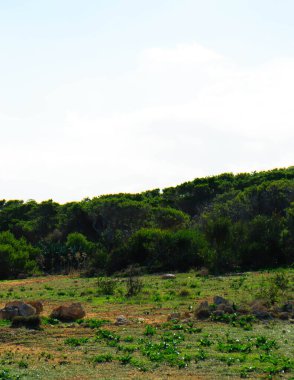 Marfa yarımadası Malta 'da orman 2000 doğa rezervi. Adanın kuzey kısmı.