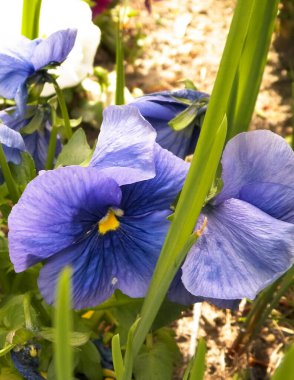 Bahçedeki nonoş Viola Wittrockiana Gams 'i kapatın. Bahçe konsepti.