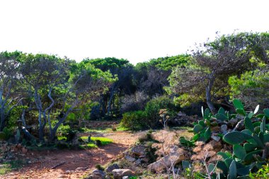 Marfa yarımadası Malta 'da orman 2000 doğa rezervi. Adanın kuzey kısmı.
