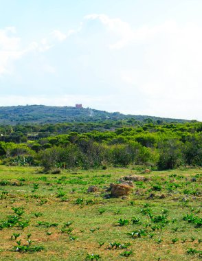 Marfa yarımadası Malta 'da orman 2000 doğa rezervi. Adanın kuzey kısmı.