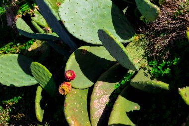 Dikenli armut Malta 'da en yaygın kaktüs türlerinden biridir.