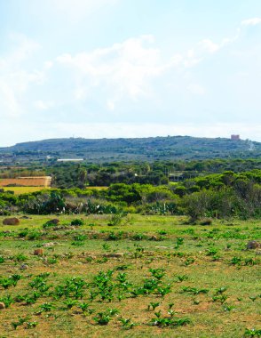 Marfa yarımadası Malta 'da orman 2000 doğa rezervi. Adanın kuzey kısmı.