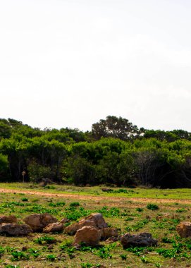 Marfa yarımadası Malta 'da orman 2000 doğa rezervi. Adanın kuzey kısmı.