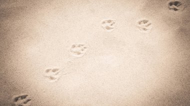 Kumda tilki pençesi izleri var. Doğa geçmişi. Boşluğu kopyala.