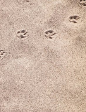 Kumda tilki pençesi izleri var. Doğa geçmişi. Boşluğu kopyala.