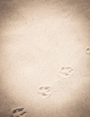 Kumda tilki pençesi izleri var. Doğa geçmişi. Boşluğu kopyala.