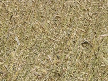 Çavdar bitkilerini doğa arka planı olarak kapatın. Tarım kavramı.