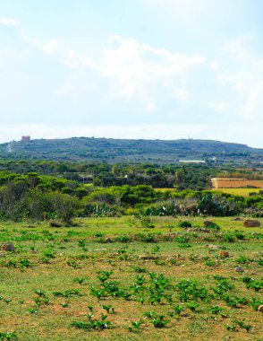 Marfa yarımadası Malta 'da orman 2000 doğa rezervi. Adanın kuzey kısmı.