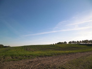 Mavi gökyüzünün arka planında yeşil alan. Mavi gökyüzünde uzayı kopyala. Güneşli bir sonbahar günü. Polonya 'nın Doğası.