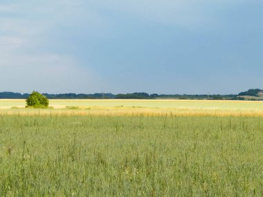 Kashubia 'da bir tarla. Tarım konsepti. Kuzey Polonya.