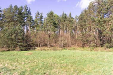 Ormandaki vahşi, yeşil çayır. Polonya 'nın Kashubia bölgesinin doğal güzelliği.