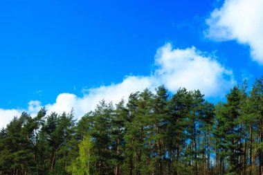 Mavi gökyüzüne karşı yeşil ağaçları kapatın. Doğal arkaplan.