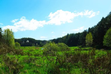 Ormandaki vahşi, yeşil çayır. Polonya 'nın Kashubia bölgesinin doğal güzelliği.
