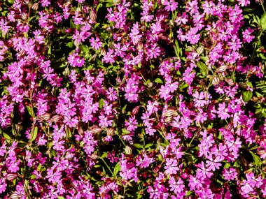 Pembe leylak çiçeklerini kapatın. Doğa arkaplanı.