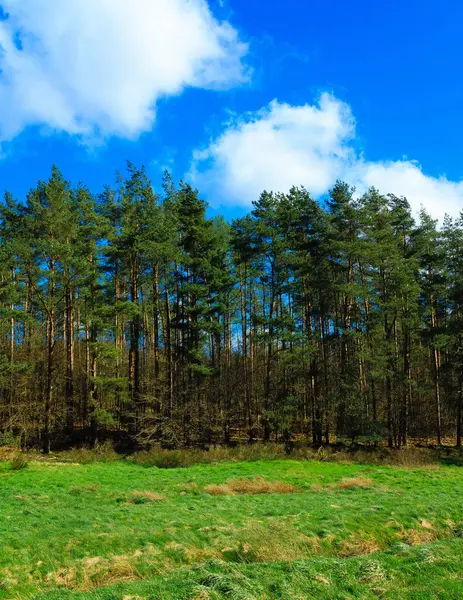 stock image Wild, green meadow in forest. Natural beauty of Kashubia region in Poland.