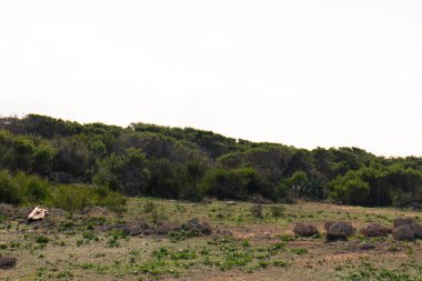 Marfa yarımadası Malta 'da orman 2000 doğa rezervi. Adanın kuzey kısmı.