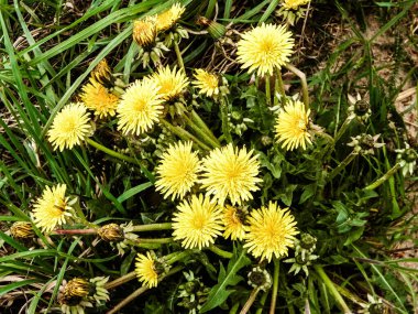 Sarı karahindibalar baharın ilk çiçeklerinden biridir..